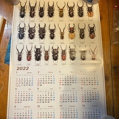 クワガタ　カレンダー　2022  昆虫　ポスター　写真
