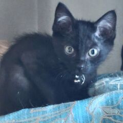 艶ッつやの黒にかすかに縞模様が見える美しい猫　VIVI（ヴィヴィ...