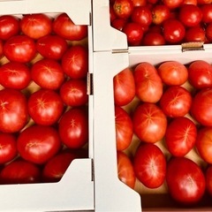 【農家直送】トマト（１個70円）