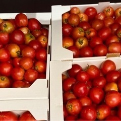 【農家直送】トマト（１個40円）