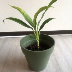 【受付終了】ドラセナ　観葉植物