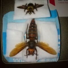 オオスズメバチ女王蜂とクマバチ