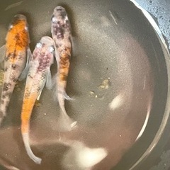 3色ミユキメダカの稚魚 無料
