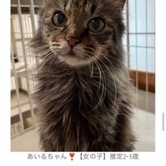 甘えん坊のキジトラメス猫ちゃん❣️