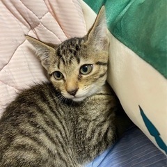 保護猫の里親さん募集中です。。