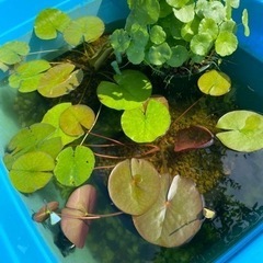 ウォーターコイン　メダカ　水草　水槽