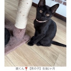 黒猫の男の子❣️人慣れもバッチリ👌