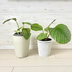 観葉植物カラテア•オルビフォリア