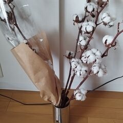 5 綿の花。/ 5 sticks of cotton flowers.