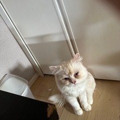 青森県平川市津軽温泉あたり    飼い猫が逃げてしまいました、