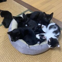 子猫・成猫  多数います！（いつでも見学可）ご連絡下さい。