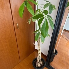 観葉植物　パキラ