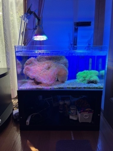 ☆値下げしました海水魚(オーバーフロー水槽)