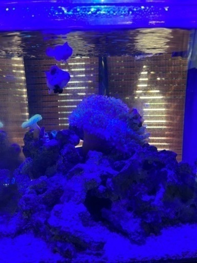 海水魚引退するので売ります