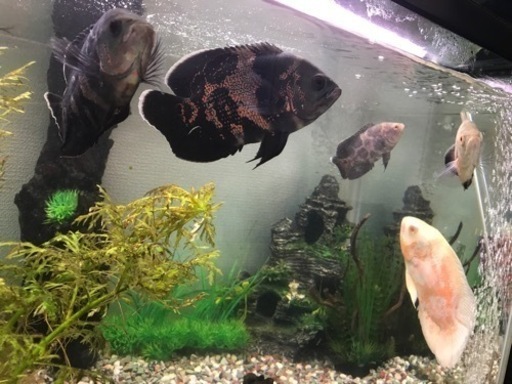 水槽90cm with オスカー5匹 set