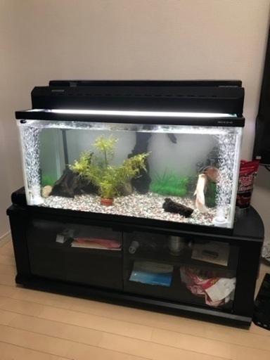 水槽90cm with オスカー5匹 set