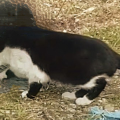 猫　探しています − 徳島県