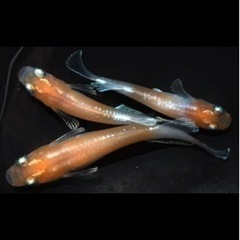 メダカ   レッドクリフ紅白　　若魚