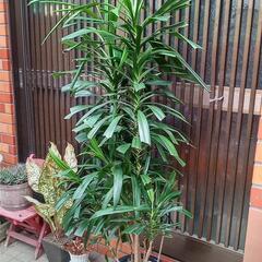 観葉植物 青ドラセナ 約150cm