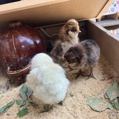 出張　ミニ動物園