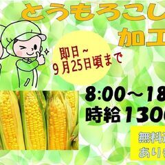 (派)【短期★日勤】トウモロコシ加工〈訓子府〉