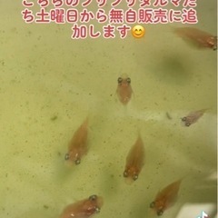 松江市　メダカ　無人販売　ダルマ