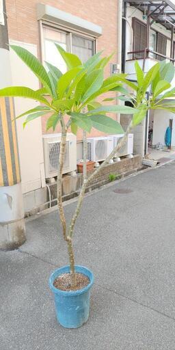 プルメリア 木  約150cm 白