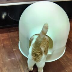pidan 猫用トイレ ドーム型