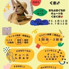 茶色系子猫さん❤️ - 長崎市