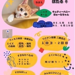 茶色系子猫さん❤️ - 里親募集