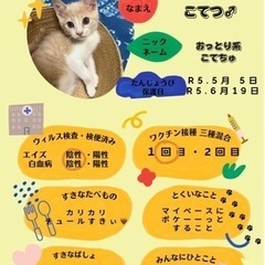 茶色系子猫さん❤️ − 長崎県