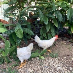 鶏の里親募集しています。