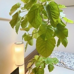 大型観葉植物 ウンベラータ 約2m 10号鉢