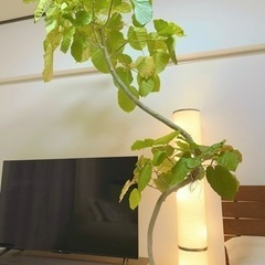 大型観葉植物 ウンベラータ 約2m 10号鉢