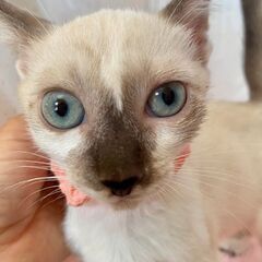 透き通る青い目♬甘えん坊のショコラ君 − 千葉県