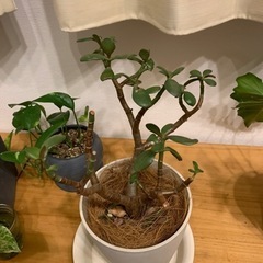決定しました　クラッスラ・ポルツラケア　観葉植物