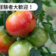 北海道北斗市でトマト収穫・管理・片付けのお仕事！【単発/短期求人】