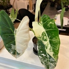 【ネット決済】【決まりました】【6枚葉になりました】観葉植物 ア...