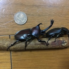 カブトムシペア150円