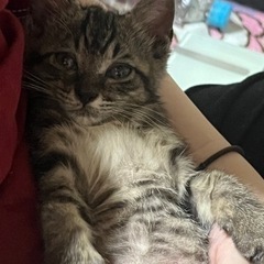 【急募】子猫ちゃん【生後一ヶ月】写真7/24更新