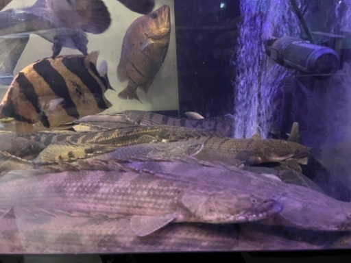古代魚　アンソルギー