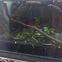 イモリウム､自作ケージ、自作水槽