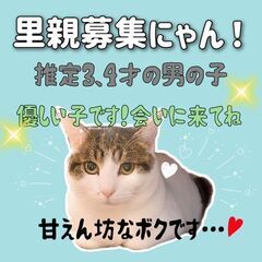 3～4歳位　丸々顔で甘えん坊です！急募でお願いいたします！【10/22(日曜日)　🌟久留米市小頭町🌟譲渡会🌟】の画像