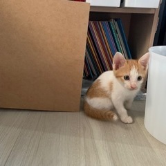 白にオレンジの柄の入った子猫🩷チャーミング🥰2ヶ月 - 泉佐野市