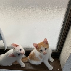 白にオレンジの柄の入った子猫🩷チャーミング🥰2ヶ月 - 猫