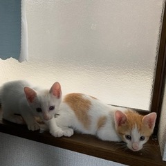 白にオレンジの柄の入った子猫🩷チャーミング🥰2ヶ月 − 大阪府