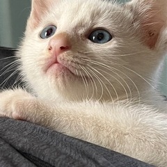 変わった白三毛子猫🩷目がブルー2ヶ月