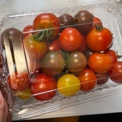 トマト 600ｇ 家庭菜園