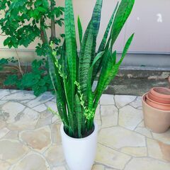 観葉植物 花芽付 サンスベリア　ゼラニカ　鉢植え　１１０cm