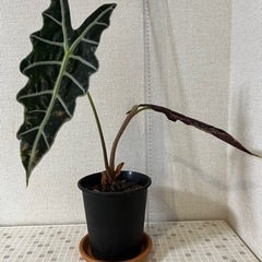 観葉植物　アロカシア 黒鉢